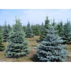 Живые елки к новому году цена Алматы, где купить